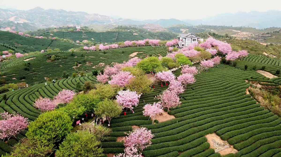 漳平永福櫻花園_副本.jpg